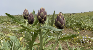 Il carciofo spinoso di Menfi