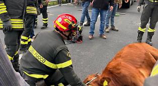 Vitello caduto in un pozzo profondo 5 metri recuperato dai vigili del fuoco