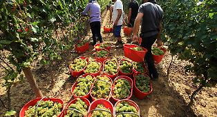 &ldquo;Facciamo tutto noi&rdquo;: la sfida dei vignaioli indipendenti siciliani