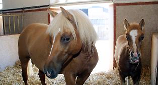 Addio alla carne di cavallo? La rivoluzione etica che spacca l'Italia