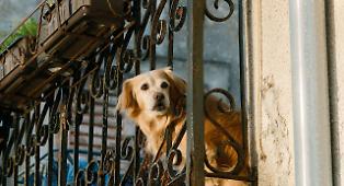 A Catania scatta il divieto di lasciare cani e gatti su balconi e terrazzi esposti nelle ore pi&ugrave; calde: sanzioni fino a 500 euro