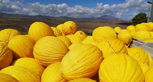 Le sagre del weekend in Sicilia: dal melone giallo al "Carrua Fest", dal Carnevale di Acireale al vino cosa c'&egrave; da fare nel fine settimana