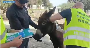 Fattoria abusiva scoperta in agriturismo nel Catanese: animali sequestrati e multe per oltre 30mila euro