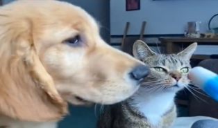 Dalle coccole alle cure: lo Stato aiuta con un bonus chi ha un animale domestico