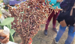 Che albero &egrave;? Viene dall'Himalaya, cresce a Giarre e ha degli strani "frutti" che sanno di uva passa