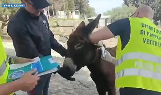 Fattoria abusiva scoperta in agriturismo nel Catanese: animali sequestrati e multe per oltre 30mila euro