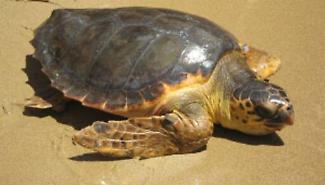 Caretta Caretta depone le sue uova nel tratto di spiaggia pi&ugrave; affollato di Gela