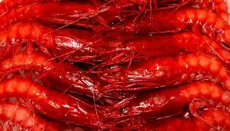 A Mazara del Vallo il futuro del gambero rosso in discussione