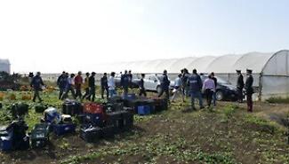 Lotta al caporalato nel trapanese: 8 lavoratori in nero scoperti in tre aziende agricole
