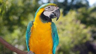 Pappagallo nel marsupio: 21enne denunciato a Noto per maltrattamento di animali