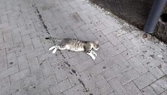 Gatti avvelenati a Donnalucata, cresce la rabbia e la preoccupazione