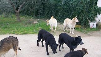 Gara per i randagi a Sciacca va deserta: lotti scoperti e canili al collasso