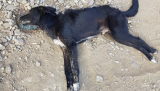 Cani uccisi a Comiso, citt&agrave; sotto shock