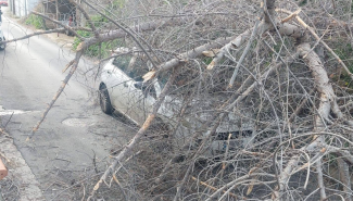 L'albero crolla all'improvviso e finisce sull'auto: quattro giovani feriti a Palermo