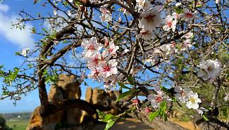 Il "miracolo" bianco di Agrigento: i mandorli in fiore sfidano l&rsquo;inverno e il maltempo