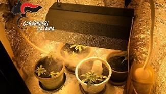 Finestra rotta a Catania: lite familiare e scoperta choc, una serra di marijuana nell'armadio