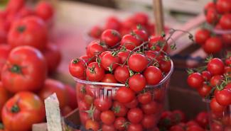 Aumento del 6,5% per il pomodoro di Pachino e poi scatta lo sciopero dei trasporti: "Siamo in ginocchio"