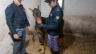 Catania, il fantino alla guida di un calesse scortato da un gruppo di scooter porta alla stalla abusiva e al cavallo senza microchip