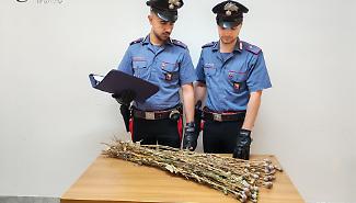 Sequestrate 720 piante di papavero da oppio in fase di essiccazione: due denunciati