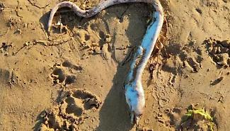 Sampieri e gli strani ritrovamenti sulla spiaggia