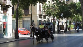 Palermo, domani allerta rossa per il caldo: divieto per la carrozze trainate dai cavalli nelle more dello stop definitivo