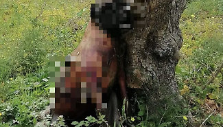 Ragusa sconvolta per il cane impiccato a Ibla