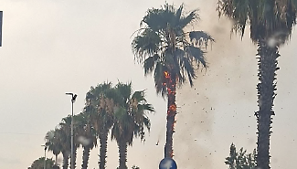 Maltempo a Vittoria, fulmine colpisce una palma che prende fuoco