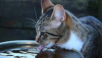 Una ciotola d'acqua per battere il caldo killer: la sfida del Comune di Sciacca per difendere gli animali senza riparo