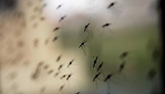 Pergusa invasa dalle zanzare: scatta il piano d'emergenza del Comune, Enna in guerra contro gli insetti fino a ottobre