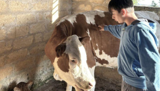 Ha sfidato le fiamme per salvare i suoi vitellini: il coraggio di Giuseppe a soli 14 anni