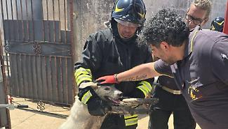 Incendio devasta un&rsquo;officina a Menfi, sette cani intrappolati tra fumo e bombole a rischio esplosione: tutti salvi