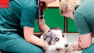 Randagismo e salute animale ad Agrigento: il bilancio Asp 2025 tra sterilizzazioni, adozioni e sanzioni