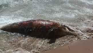 Delfino spiaggiato nel tratto pi&ugrave; affollato del Lungomare di Gela
