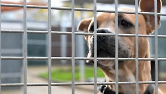 A Caltanissetta ci sono "800 cani all&rsquo;ergastolo" e si spendono 900 mila euro l'anno