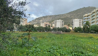 Polemica a Trapani: &laquo;Non vale piantare alberi se poi non vengono curati&raquo;