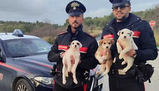 Cuccioli vagano sulla Noto-Rosolini, salvati dopo una chiamata al 112