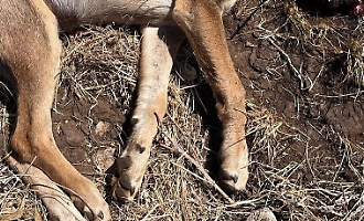 A colpi di mazza contro un cucciolo, accuse degli animalisti a polizia e Comune