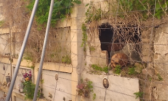 Degrado al Cimitero di Patern&ograve;
