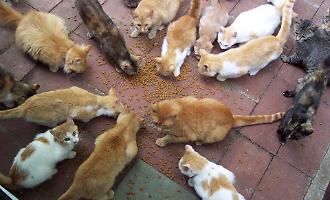 Palermo, stop all'appartamento con cento gatti: ordinanza del Comune impone il limite di dieci