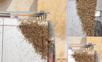 Modica, il furgone liberato dallo sciame d'api grazie a un esperto del settore