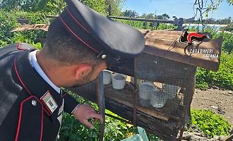 Controlli straordinari dei carabinieri ad Acireale: caseificio abusivo chiuso, sequestrati 250 kg di formaggi pronti alla vendita