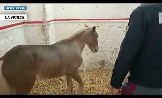 Pony usati per trainare calessi in citt&agrave; trovati in stalle abusive a San Cristoforo: due pony salvati e microchippati
