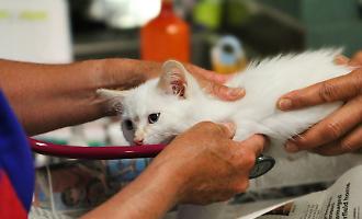 Trasmesso il virus dell'influenza aviaria da un gatto a un uomo: &egrave; il primo caso