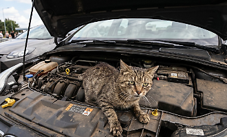 Gatto nel vano motore di un'auto percorre oltre 120 km:&nbsp;salvato e adottato da un agriturismo