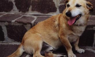 Falsa veterinaria scoperta a Trabia: curava animali senza titoli e vendeva cani con finti pedigree