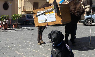 Rifiuti, in Sicilia premiati 39 &ldquo;Comuni ricicloni&rdquo;: menzione speciale per il cane &ldquo;puliziotto&rdquo; di Castelbuono