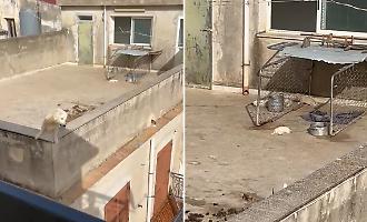 La strage di cuccioli sul terrazzo a Sciacca, scatta la battaglia legale: "Serve il carcere per chi uccide gli animali"