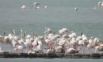 Evento storico alle Saline di Trapani: per la prima volta nidifica il fenicottero rosa