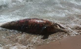 Delfino spiaggiato nel tratto pi&ugrave; affollato del Lungomare di Gela