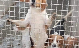 Servizi sociali canili e strade appalti da oltre cento milioni a Palermo